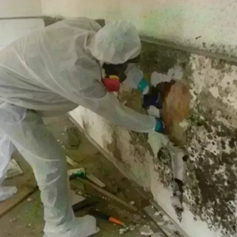 Mold Remediation and Removal in Pupukea, HI